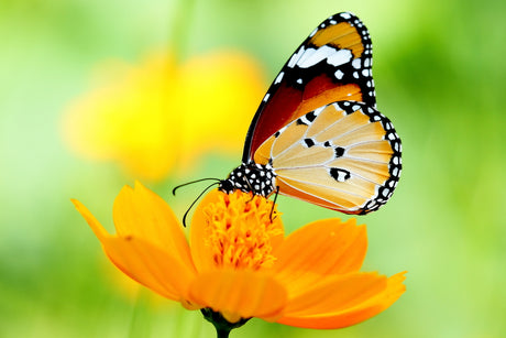 butterfly flowers