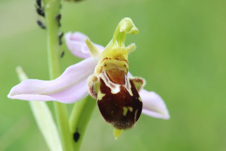 6 Incredible Flowers that Look Like Animals