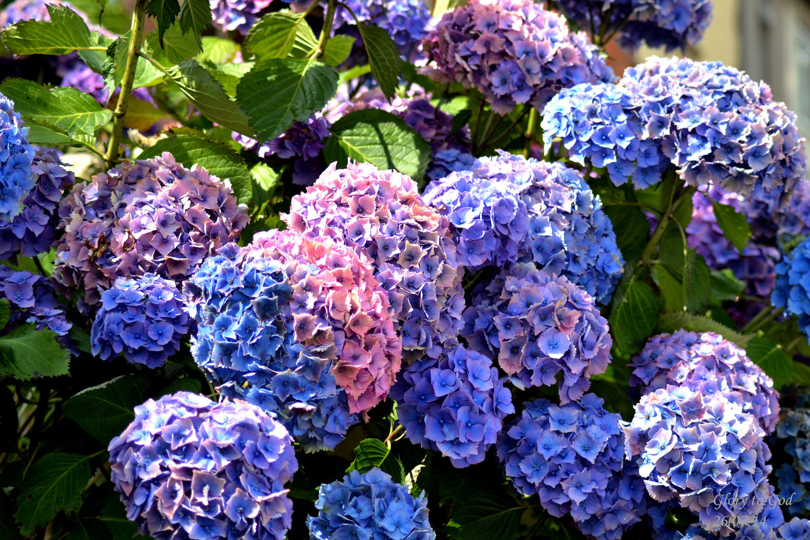 Purple and Blue hydrangea