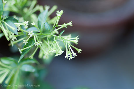 Flowers that Smell Better at Night