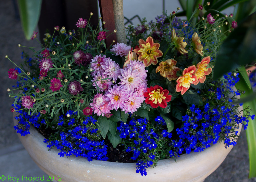 Assorted outdoor blooming plants in patio pot