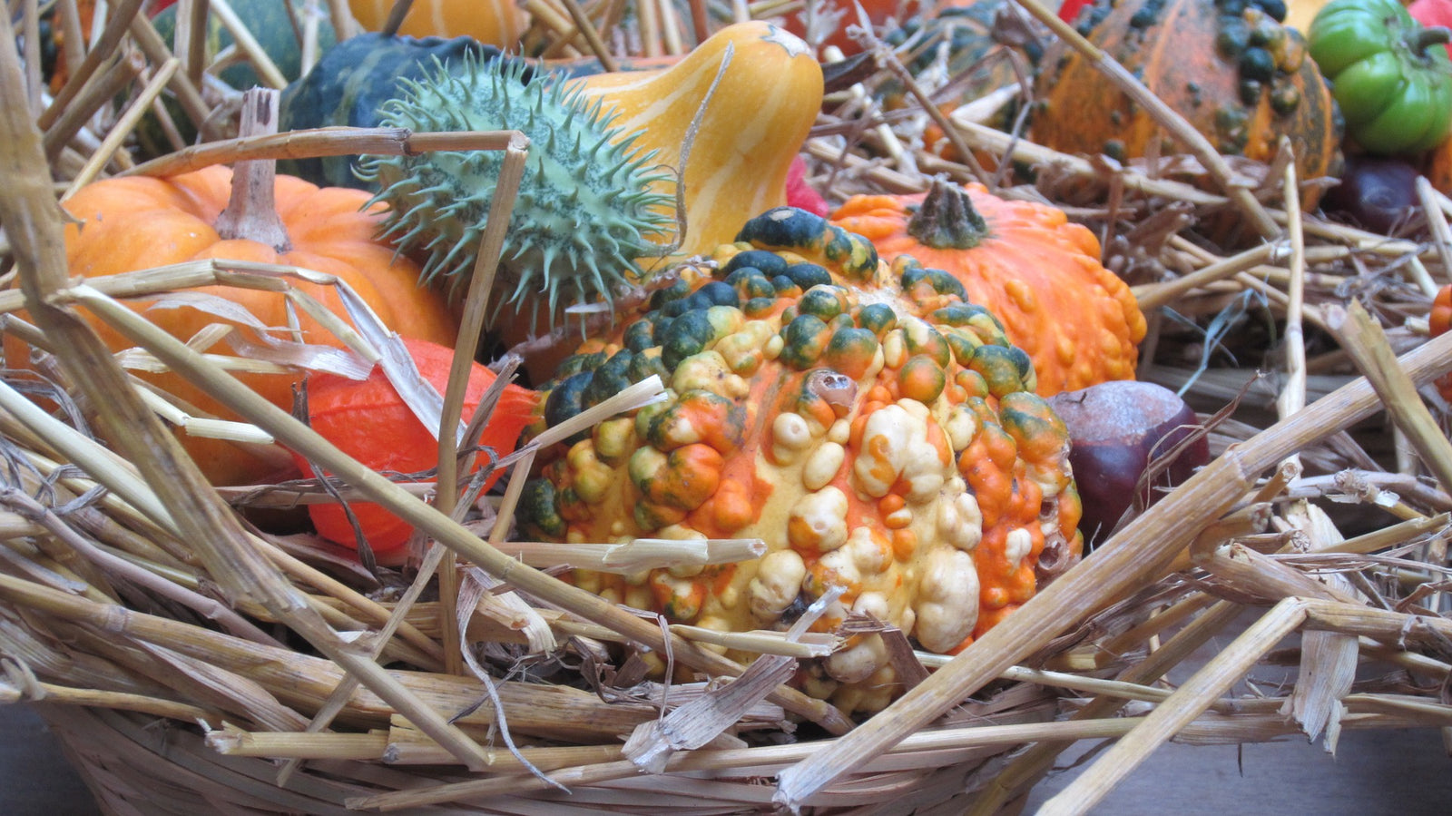 Autumn Gourds in Centerpiece