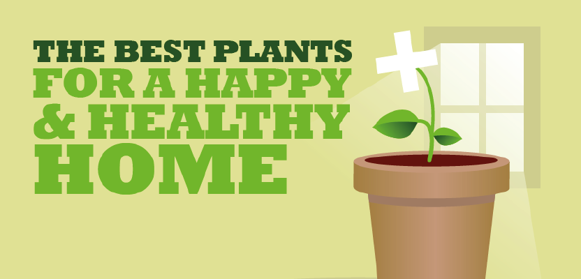 The Best Plants for a Happy & Healthy Home