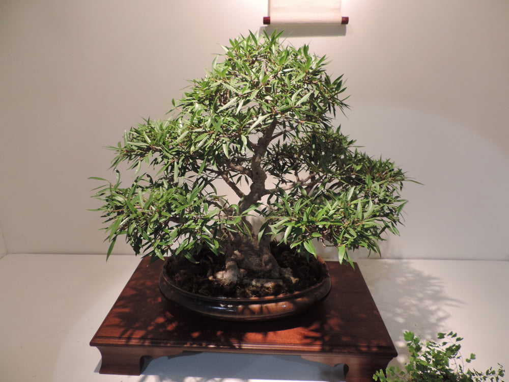 Bonsai at Philadelphia Flower Show