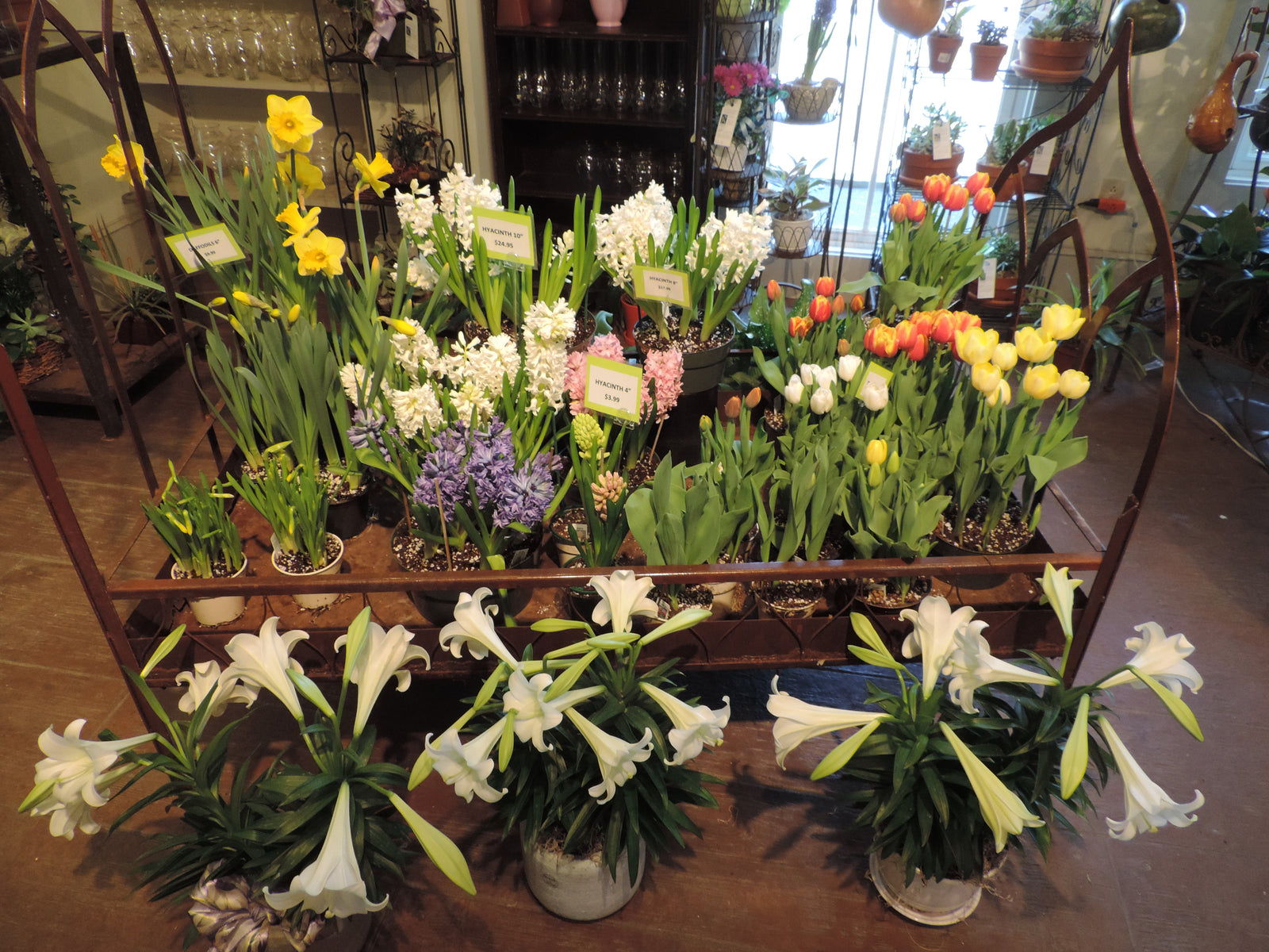 Assorted Easter Plants in the flower shop