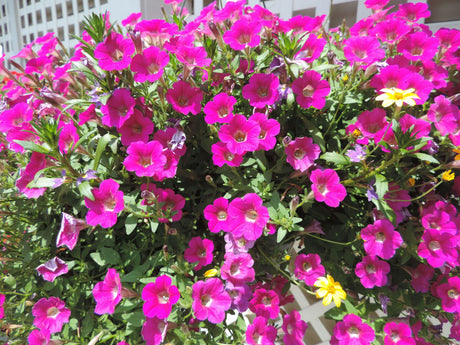 Our Summer Blooming Hanging Baskets Are Loving This Heat!