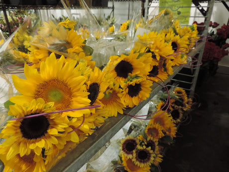 Sunflower bouquets