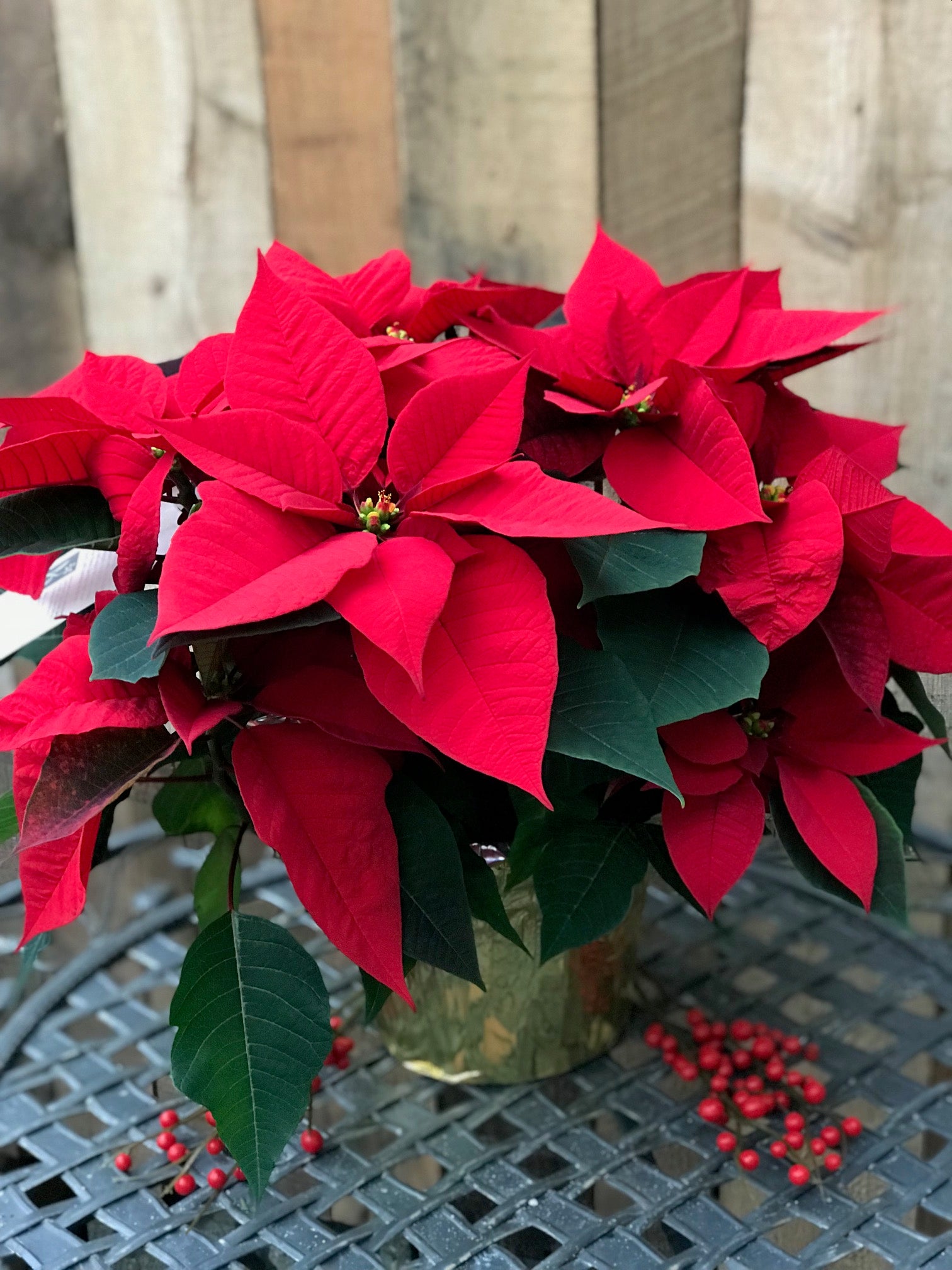 How To Get The Most Out Of Your Poinsettia