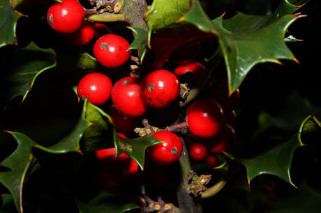 Red Holly Berries