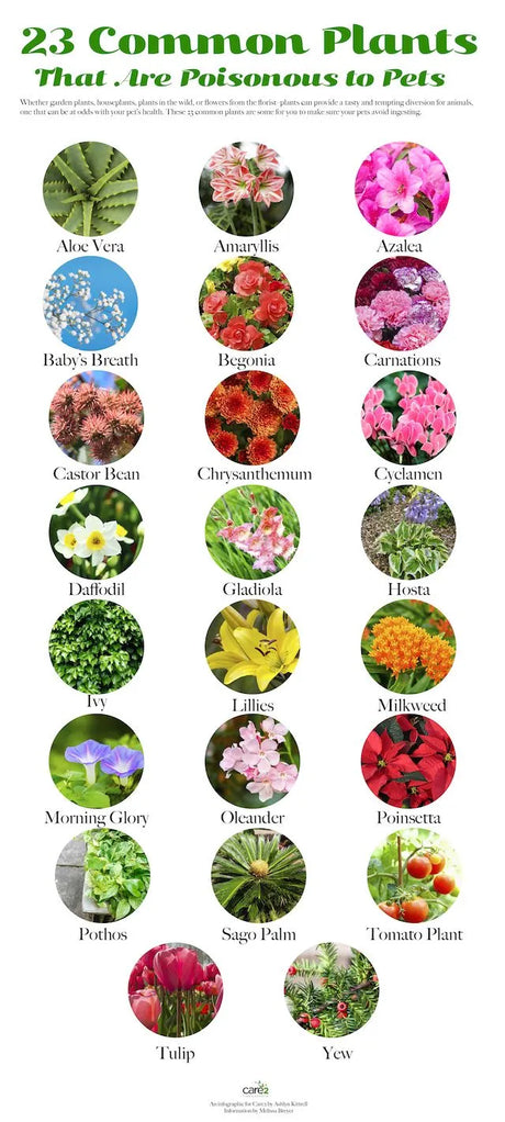 Flowers And Plants That Are Poisonous To Pets