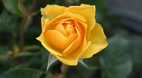 Yellow Rose