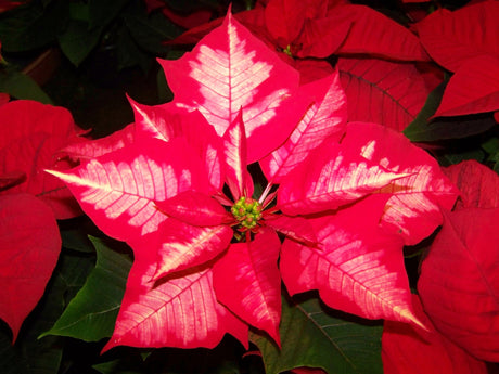 Two toned poinsettia