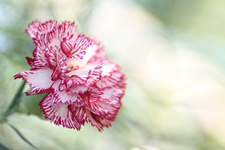 standard carnation - mother's day flowers