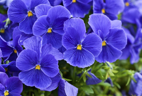 All About Violets: February's Birth Flower