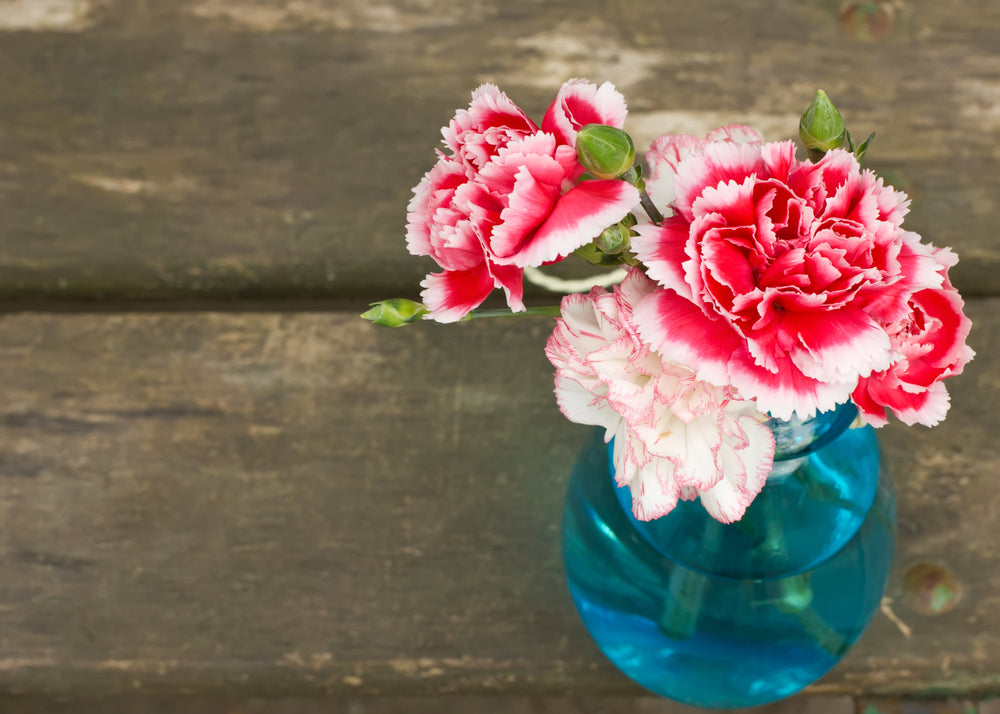 January carnation birth flower