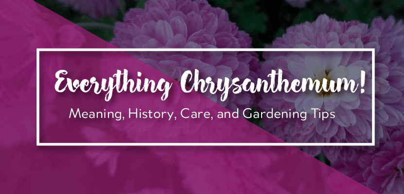 Chrysanthemum! Meaning