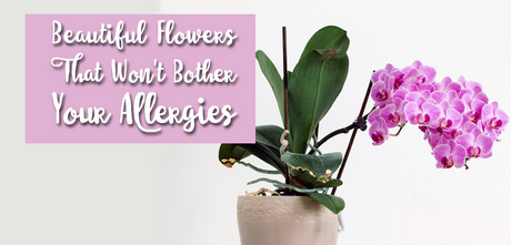 Beautiful Flowers That Won't Bother Your Allergies