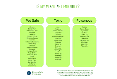 Pet Friendly Plants