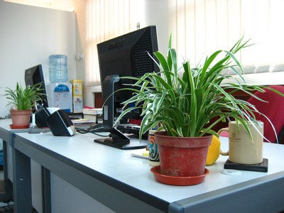 spiderplant on desk