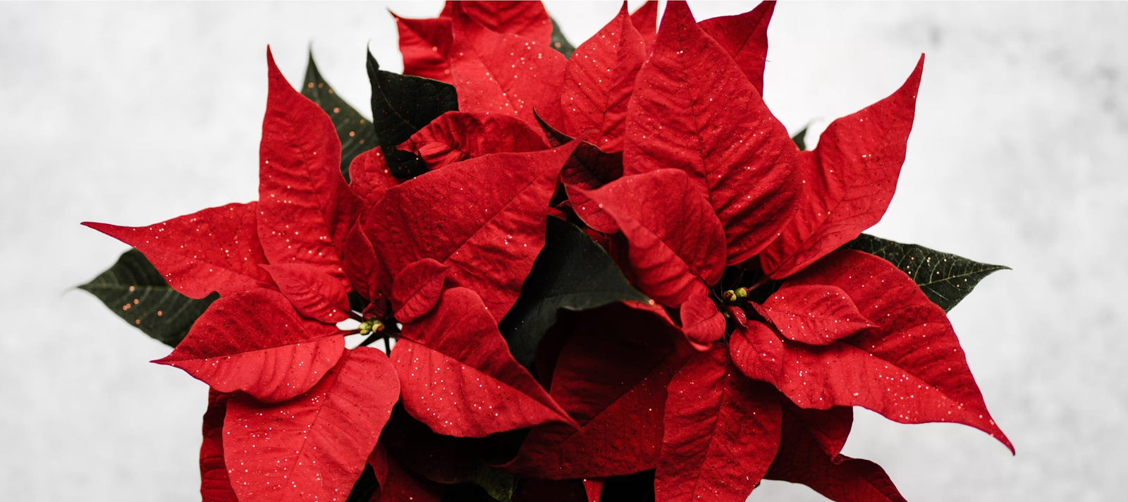 [TEST] The Magic of Christmas Flowers: A Guide to Festive Floral Arrangements