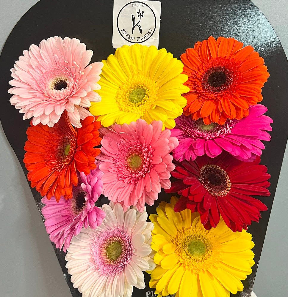 10 Stem Gerbera Daisy Special