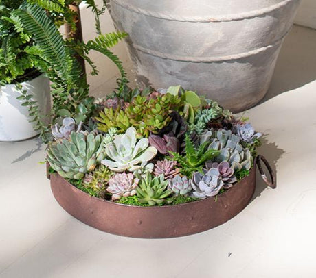 12" Round Succulent Tin Bowl