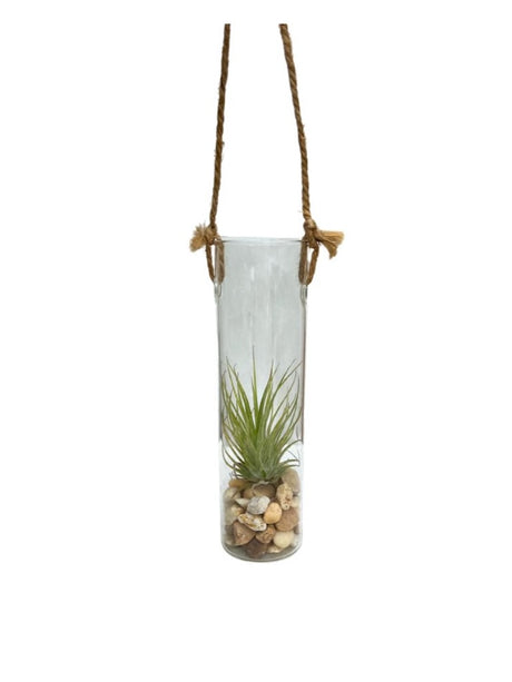 Hanging glass cylinder with air plant