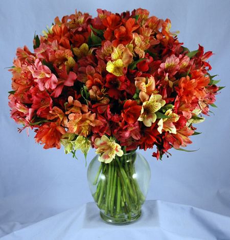 200 Blooms Peruvian Lilies