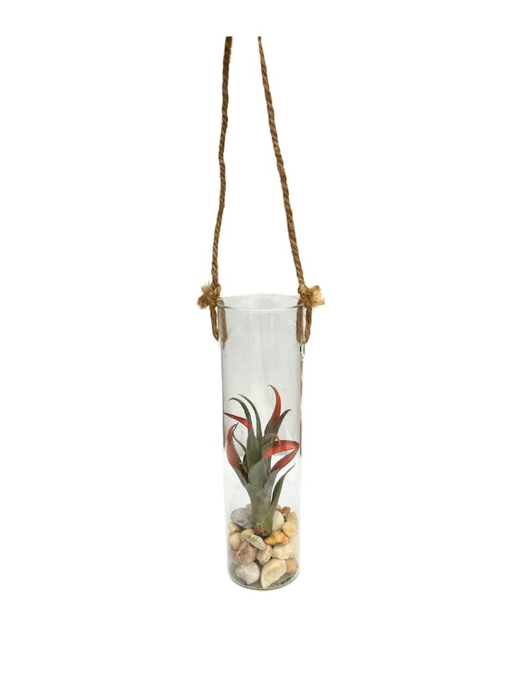 Unique hanging tillandsia planter