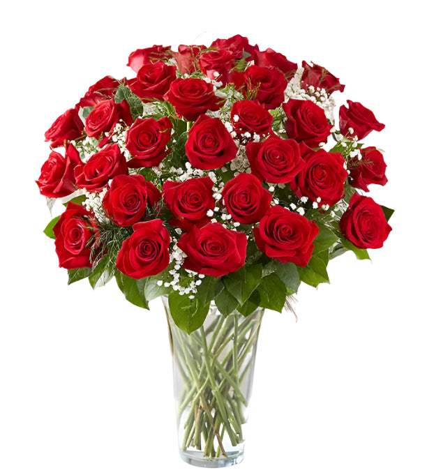 36 Premium Red Roses Arranged in a vase with filler