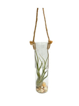 Air plant in glass tube