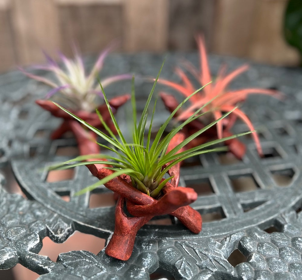 Tripod Air Plant