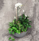 Ginormous European Planter in decorative pot with orchid plant