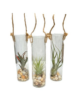 3 glass cylinders with tillandsia plants inside