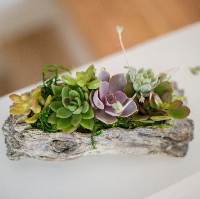 Concrete Log Succulent Garden