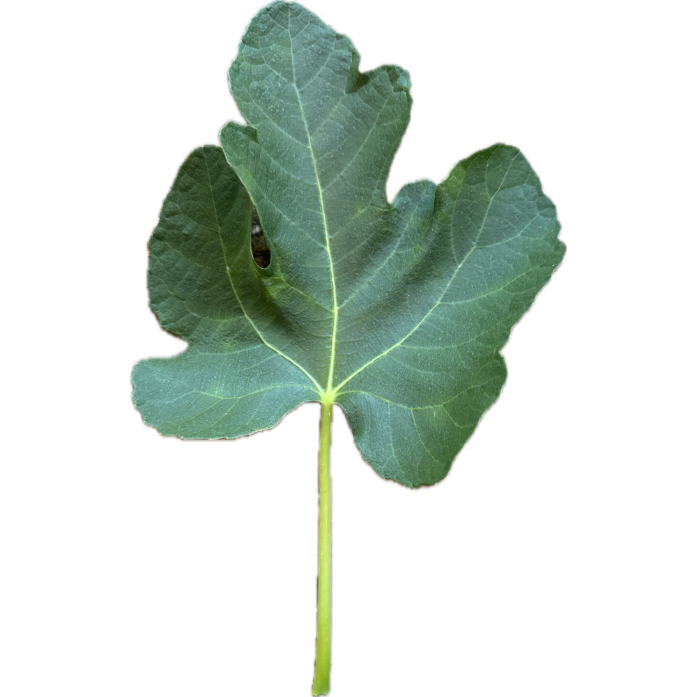 Aignan Fig