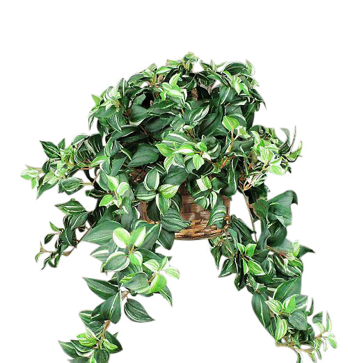 Artificial Green Wandering Jew Hanging Basket