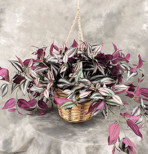 Artificial Purple Wandering Jew Hanging Basket