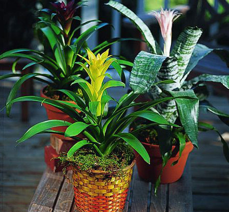 Bromeliad Plant in a Basket