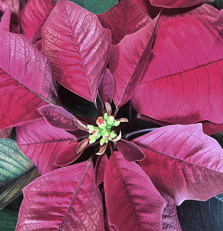 Burgundy Poinsettia Blooms