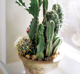 Cactus garden planter