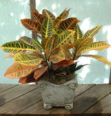 Croton in Stone Pot