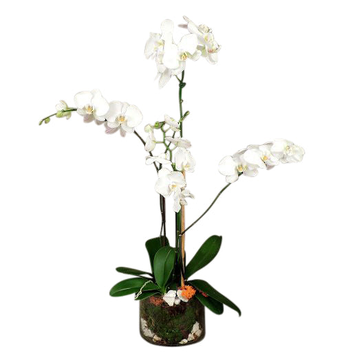 Triple orchid plant in glass cylinder with moss and river rock