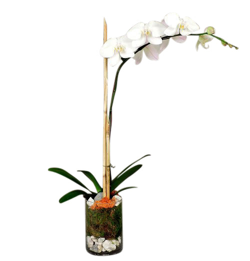 Single orchid plant in glass cylinder with moss and river rock