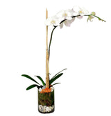 Single orchid plant in glass cylinder with moss and river rock