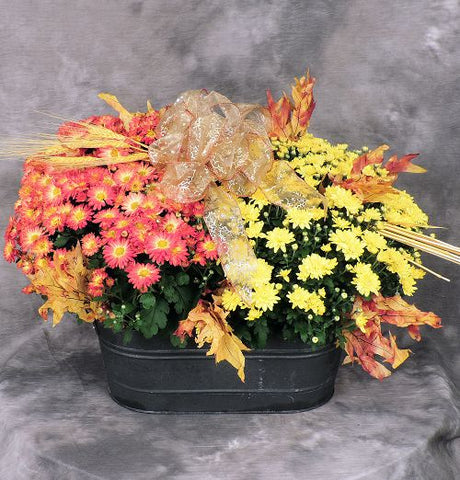 Double mum planter with Fall accents