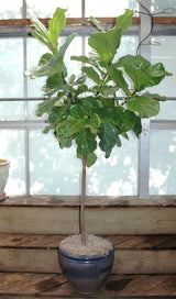 Ficus Lyrata in Ceramic Pot