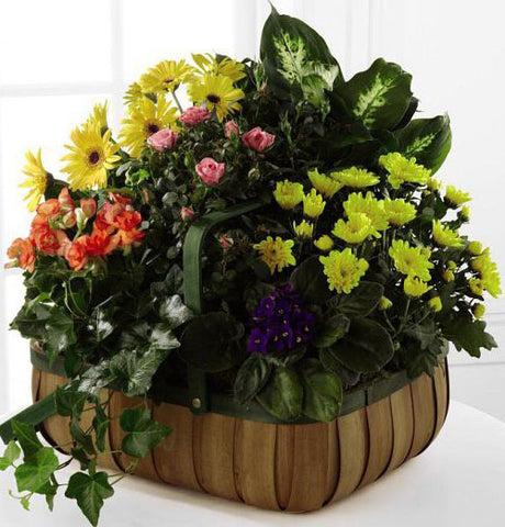 Gently blossoms basket of blooming plants for sympathy Large