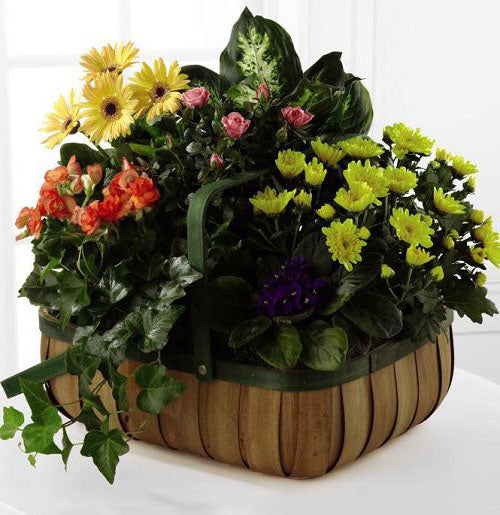 Gently blossoms basket of blooming plants for sympathy Medium