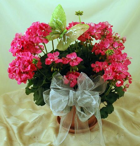 Geranium plant in ceramic pot